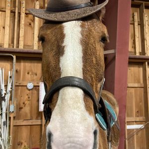 Meet your Posher, Ella